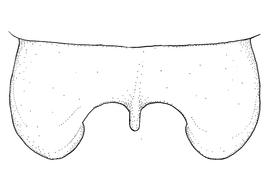   Anthidium emarginatum  male, diagram showing the dorsal view of the seventh tergum (T7), diagram from Gonzalez and Griswold 2013 
